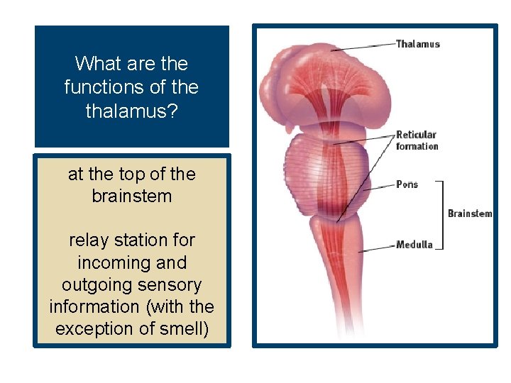 What are the functions of the thalamus? at the top of the brainstem relay