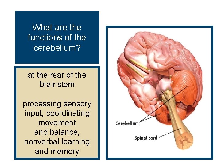 What are the functions of the cerebellum? at the rear of the brainstem processing