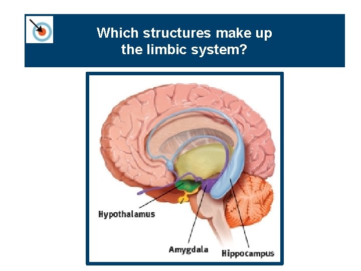 Which structures make up the limbic system? 