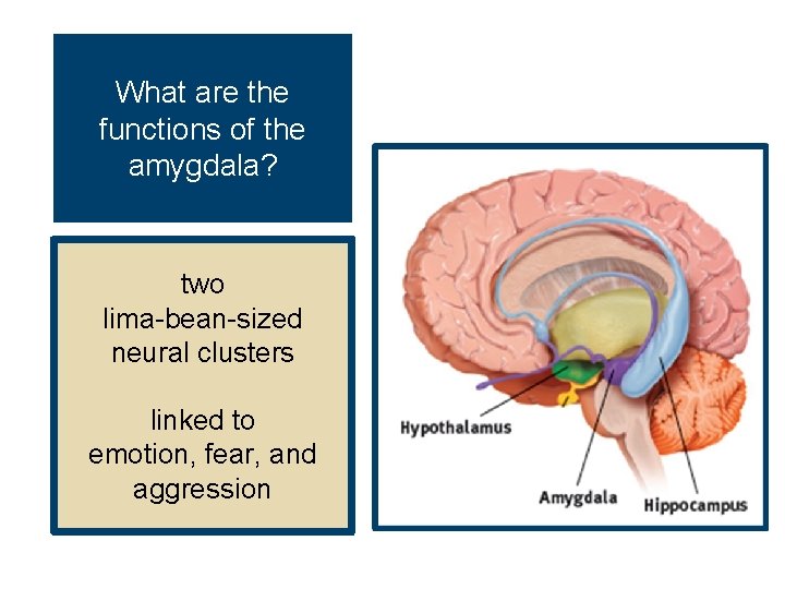 What are the functions of the amygdala? two lima-bean-sized neural clusters linked to emotion,