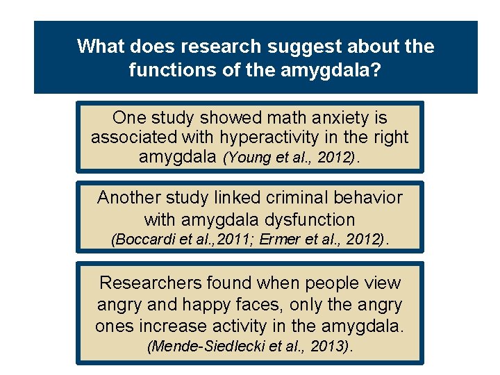 What does research suggest about the functions of the amygdala? One study showed math