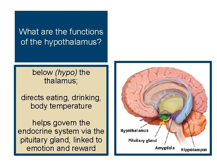What are the functions of the hypothalamus? below (hypo) the thalamus; directs eating, drinking,