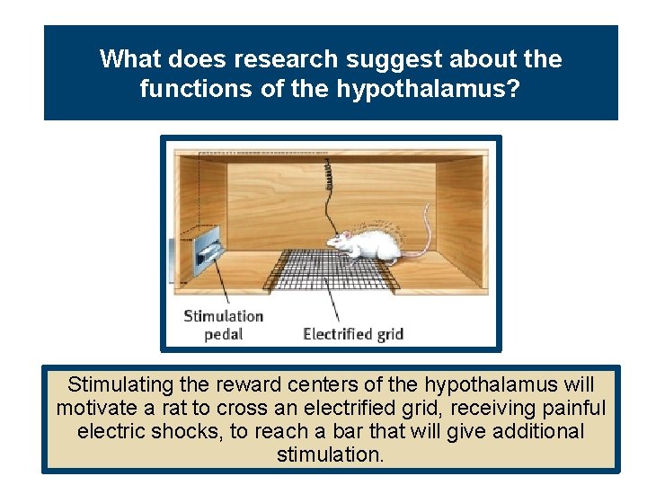 What does research suggest about the functions of the hypothalamus? Stimulating the reward centers