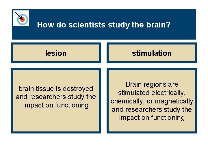 How do scientists study the brain? lesion brain tissue is destroyed and researchers study