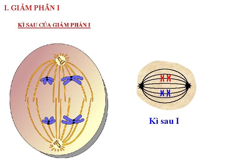 I. GIẢM PH N I Kì sau I 