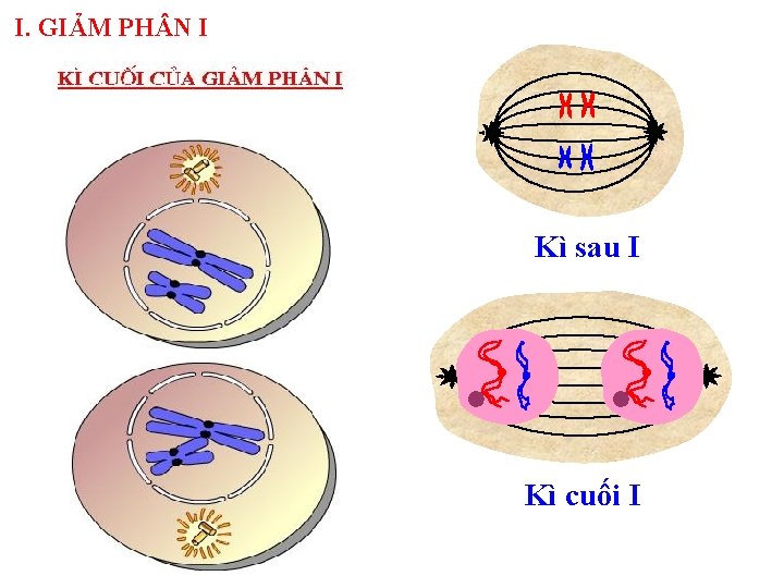 I. GIẢM PH N I Kì sau I Kì cuối I 