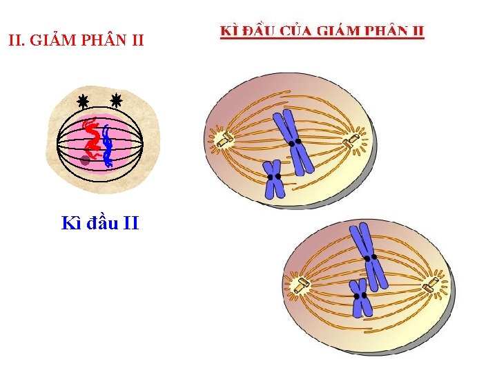 II. GIẢM PH N II Kì đầu II 