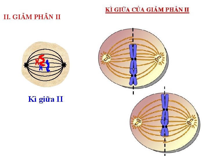 II. GIẢM PH N II Kì giữa II 