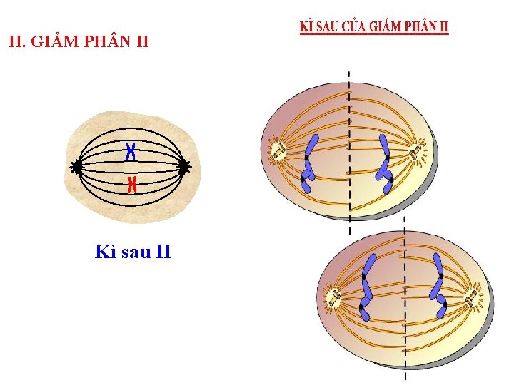 II. GIẢM PH N II Kì sau II 