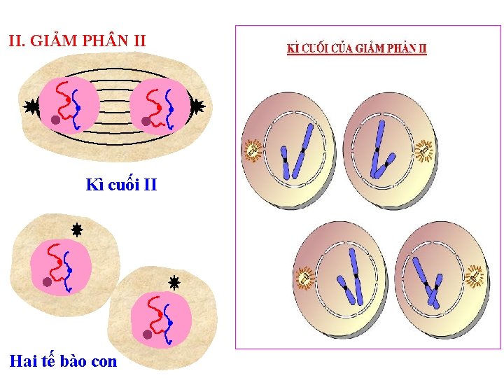 II. GIẢM PH N II Kì cuối II Hai tế bào con 