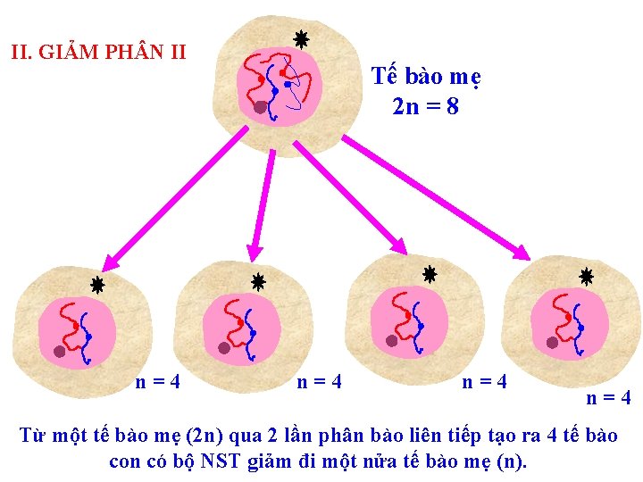 II. GIẢM PH N II n=4 Tế bào mẹ 2 n = 8 n=4