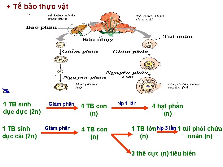 + Tế bào thực vật 1 TB sinh dục đực (2 n) 1 TB