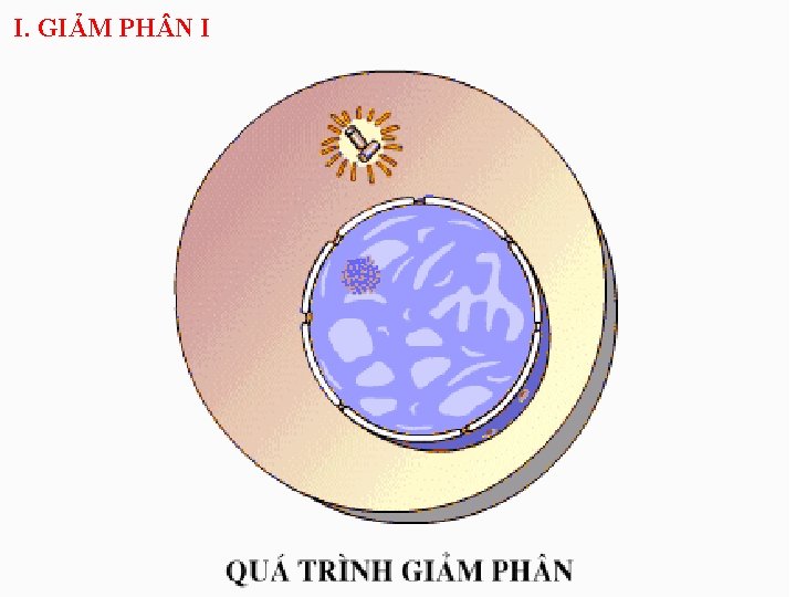 I. GIẢM PH N I 