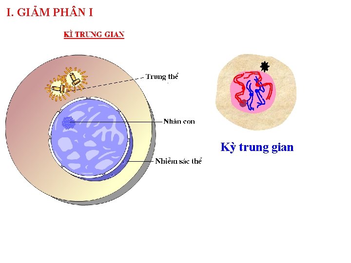 I. GIẢM PH N I Kỳ trung gian 