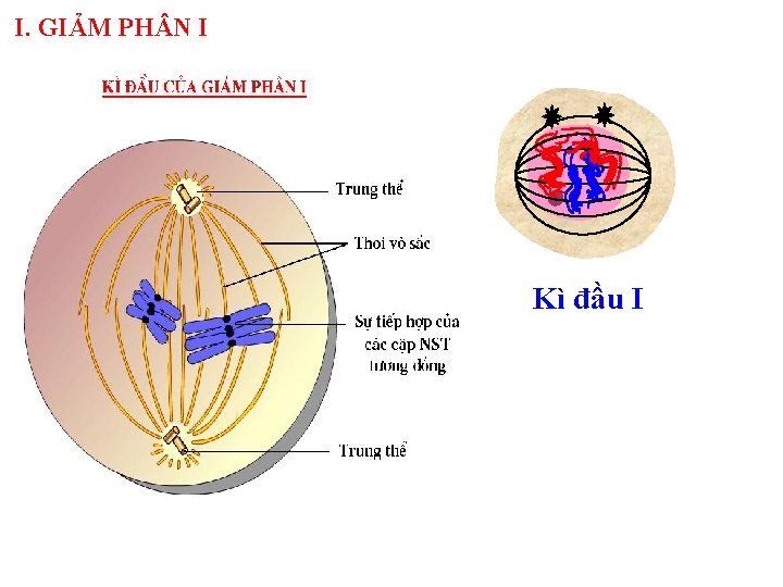 I. GIẢM PH N I Kì đầu I 