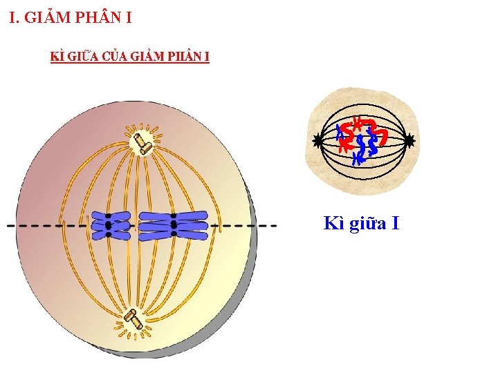 I. GIẢM PH N I Kì giữa I 