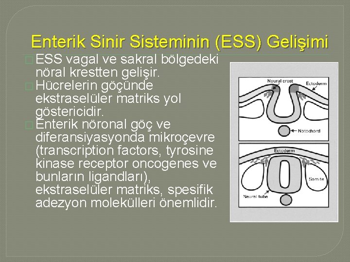 Enterik Sinir Sisteminin (ESS) Gelişimi � ESS vagal ve sakral bölgedeki nöral krestten gelişir. Enterik Sinir Sisteminin (ESS) Gelişimi � ESS vagal ve sakral bölgedeki nöral krestten gelişir.