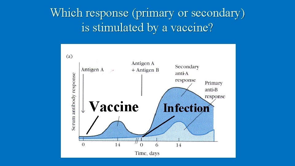 Which response (primary or secondary) is stimulated by a vaccine? Vaccine Infection 
