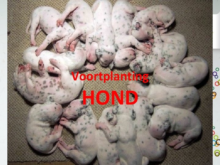 Voortplanting HOND 