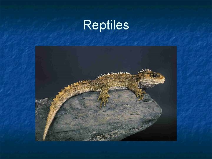 Reptiles Reptiles