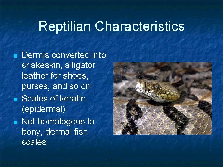 Reptilian Characteristics n n n Dermis converted into snakeskin, alligator leather for shoes, purses,