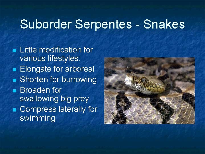 Suborder Serpentes - Snakes n n n Little modification for various lifestyles: Elongate for