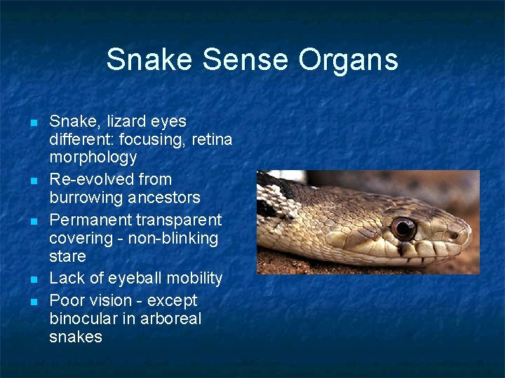 Snake Sense Organs n n n Snake, lizard eyes different: focusing, retina morphology Re-evolved