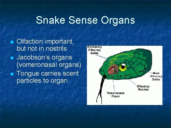 Snake Sense Organs n n n Olfaction important, but not in nostrils Jacobson’s organs