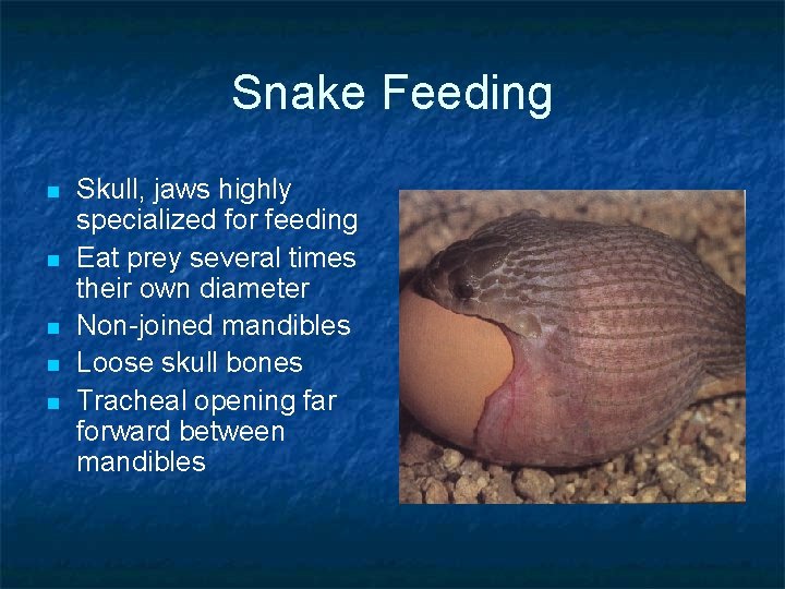 Snake Feeding n n n Skull, jaws highly specialized for feeding Eat prey several