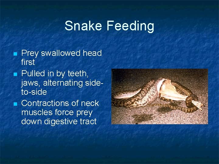 Snake Feeding n n n Prey swallowed head first Pulled in by teeth, jaws, Snake Feeding n n n Prey swallowed head first Pulled in by teeth, jaws,