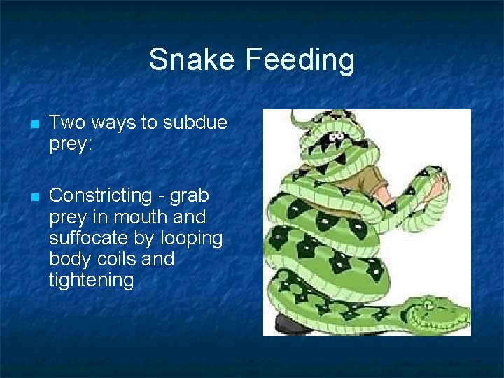 Snake Feeding n Two ways to subdue prey: n Constricting - grab prey in