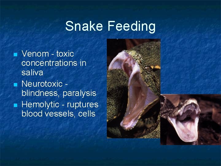 Snake Feeding n n n Venom - toxic concentrations in saliva Neurotoxic blindness, paralysis