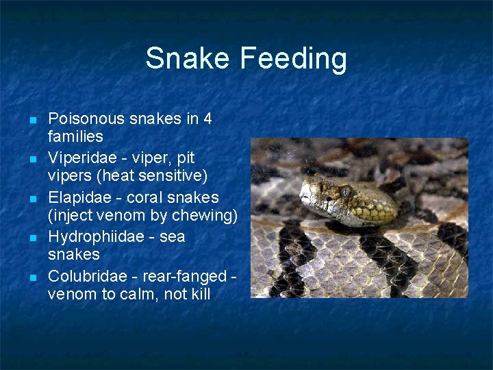 Snake Feeding n n n Poisonous snakes in 4 families Viperidae - viper, pit