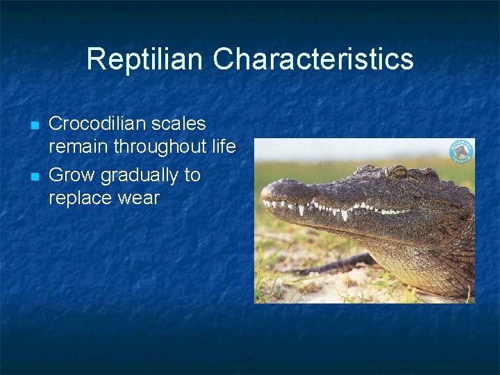 Reptilian Characteristics n n Crocodilian scales remain throughout life Grow gradually to replace wear Reptilian Characteristics n n Crocodilian scales remain throughout life Grow gradually to replace wear