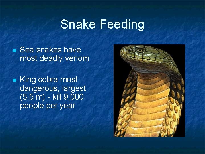 Snake Feeding n Sea snakes have most deadly venom n King cobra most dangerous,