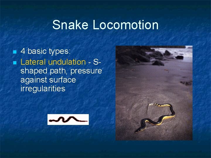 Snake Locomotion n n 4 basic types: Lateral undulation - Sshaped path, pressure against Snake Locomotion n n 4 basic types: Lateral undulation - Sshaped path, pressure against