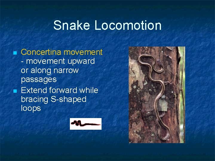 Snake Locomotion n n Concertina movement - movement upward or along narrow passages Extend