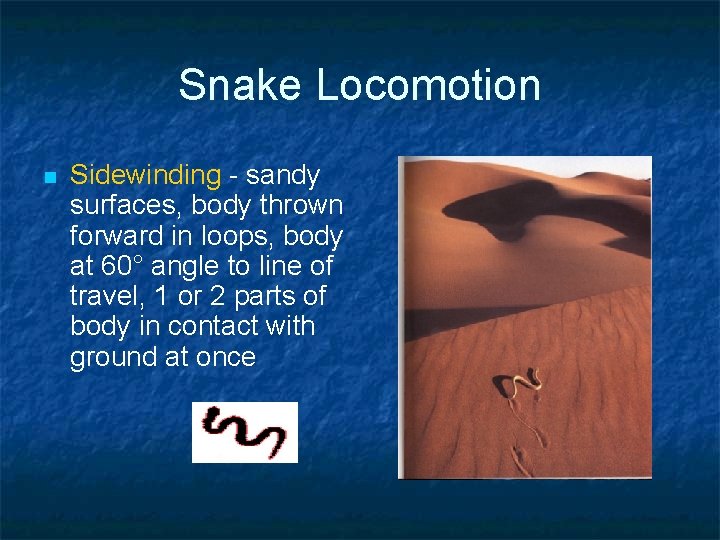 Snake Locomotion n Sidewinding - sandy surfaces, body thrown forward in loops, body at