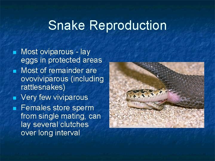 Snake Reproduction n n Most oviparous - lay eggs in protected areas Most of