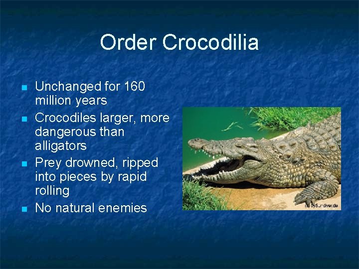 Order Crocodilia n n Unchanged for 160 million years Crocodiles larger, more dangerous than