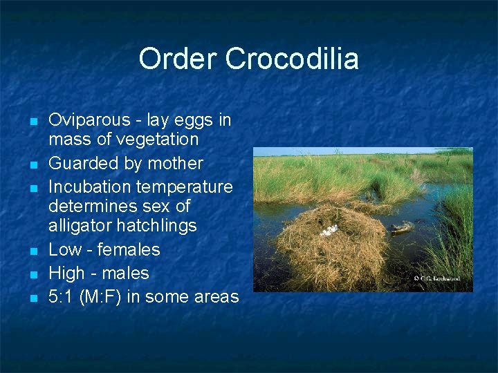 Order Crocodilia n n n Oviparous - lay eggs in mass of vegetation Guarded