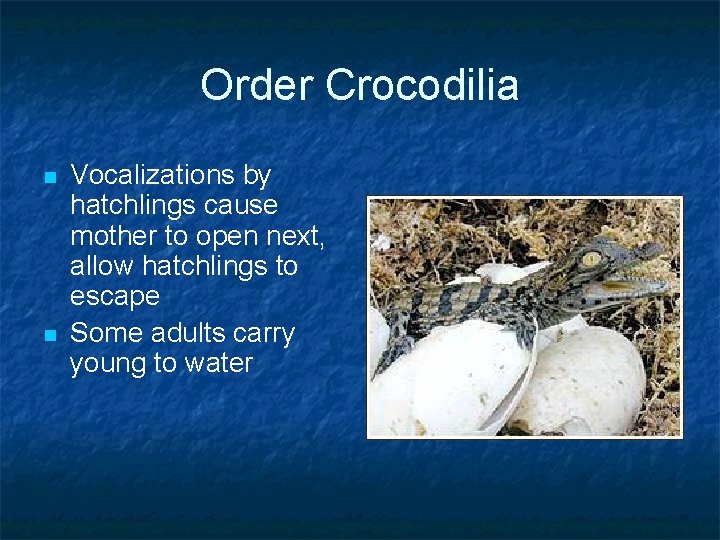 Order Crocodilia n n Vocalizations by hatchlings cause mother to open next, allow hatchlings