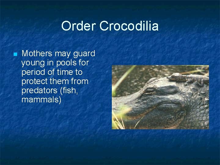Order Crocodilia n Mothers may guard young in pools for period of time to Order Crocodilia n Mothers may guard young in pools for period of time to