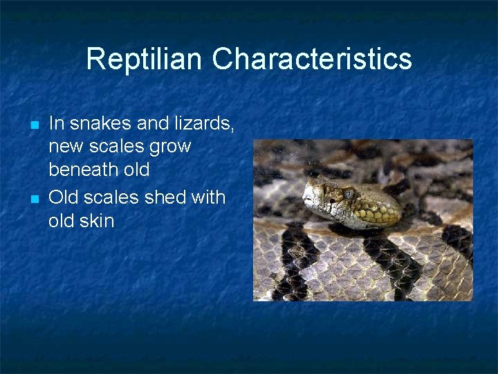 Reptilian Characteristics n n In snakes and lizards, new scales grow beneath old Old