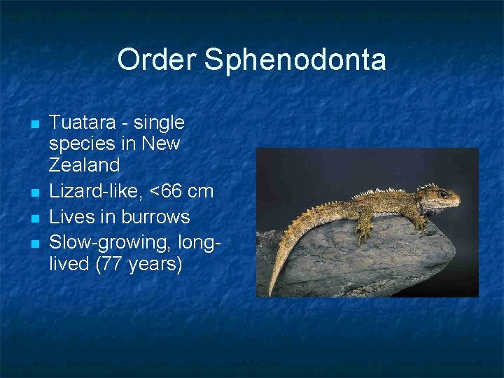 Order Sphenodonta n n Tuatara - single species in New Zealand Lizard-like, <66 cm