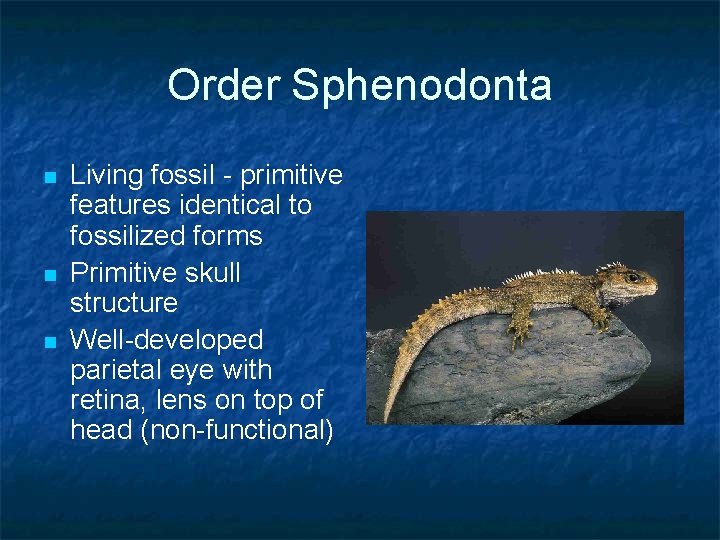 Order Sphenodonta n n n Living fossil - primitive features identical to fossilized forms