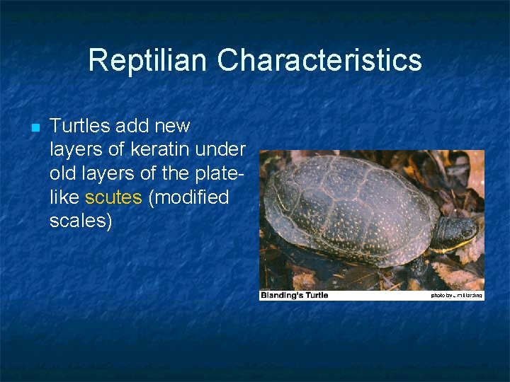 Reptilian Characteristics n Turtles add new layers of keratin under old layers of the