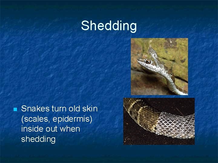 Shedding n Snakes turn old skin (scales, epidermis) inside out when shedding 