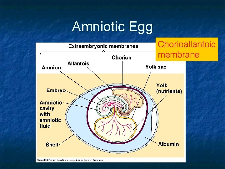 Amniotic Egg Chorioallantoic membrane 