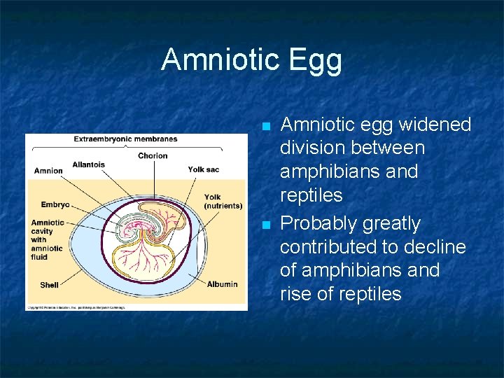 Amniotic Egg n n Amniotic egg widened division between amphibians and reptiles Probably greatly